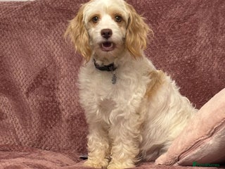 Cavapoo dogs for sale: Cavapoo puppies ready this weekend - Advert 1