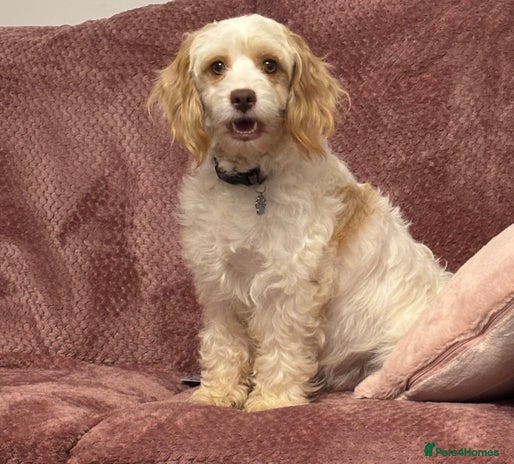 Cavapoo dogs Cavapoo puppies ready this weekend - Advert 1