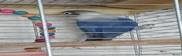 Lovebirds birds for sale: Lovebirds dna'd fischers lovebirds  - Advert 25