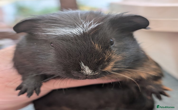 Guinea Pig rodents - Advert 11