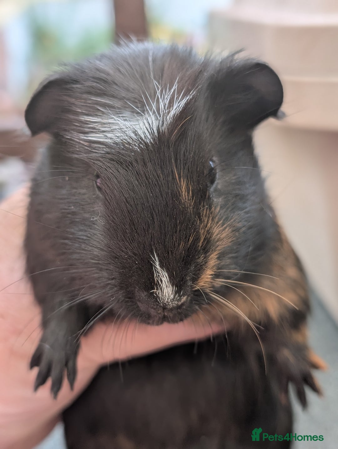 Guinea Pig rodents for sale: 2 smooth coat guinea pigs - Image 1