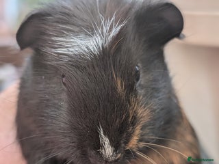 Guinea Pig rodents - Advert 1
