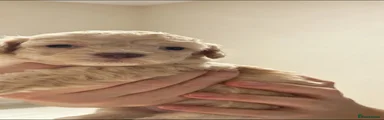 Cockapoo 4