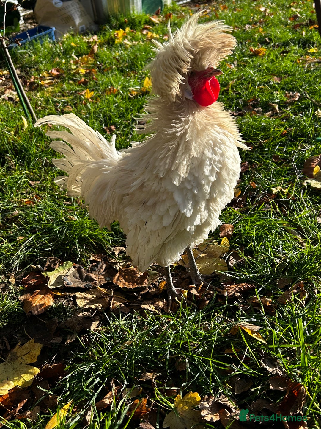 Mixed Breed birds for sale: Bantam Polish, Frizzle and a mix Rooster - Advert 4