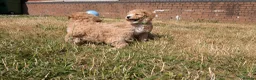 Poochon dogs for sale: F1 Poochon Puppies READY TO LEAVE *reduced* - Advert 6