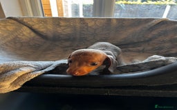 Miniature Dachshund dogs for sale: Miniature dachshund  - Image 4