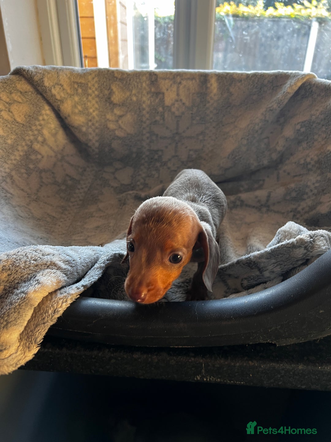 Miniature Dachshund dogs for sale: Miniature dachshund  - Image 4