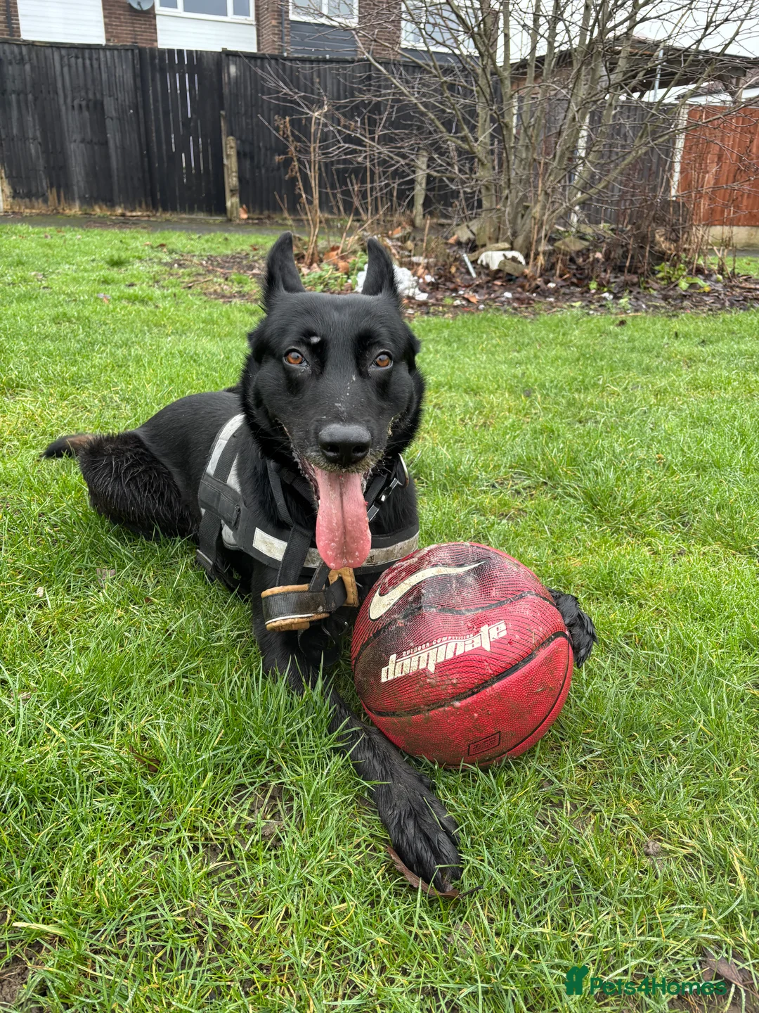 Belgian Shepherd Dog dogs for stud: Belgium malinois  - Advert 5