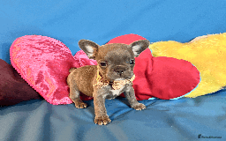 French Bulldog dogs for sale: Adorable Puppies Looking for a New Home! - Image 15