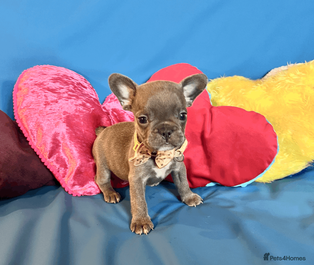 French Bulldog dogs for sale: Adorable Puppies Looking for a New Home! - Image 15