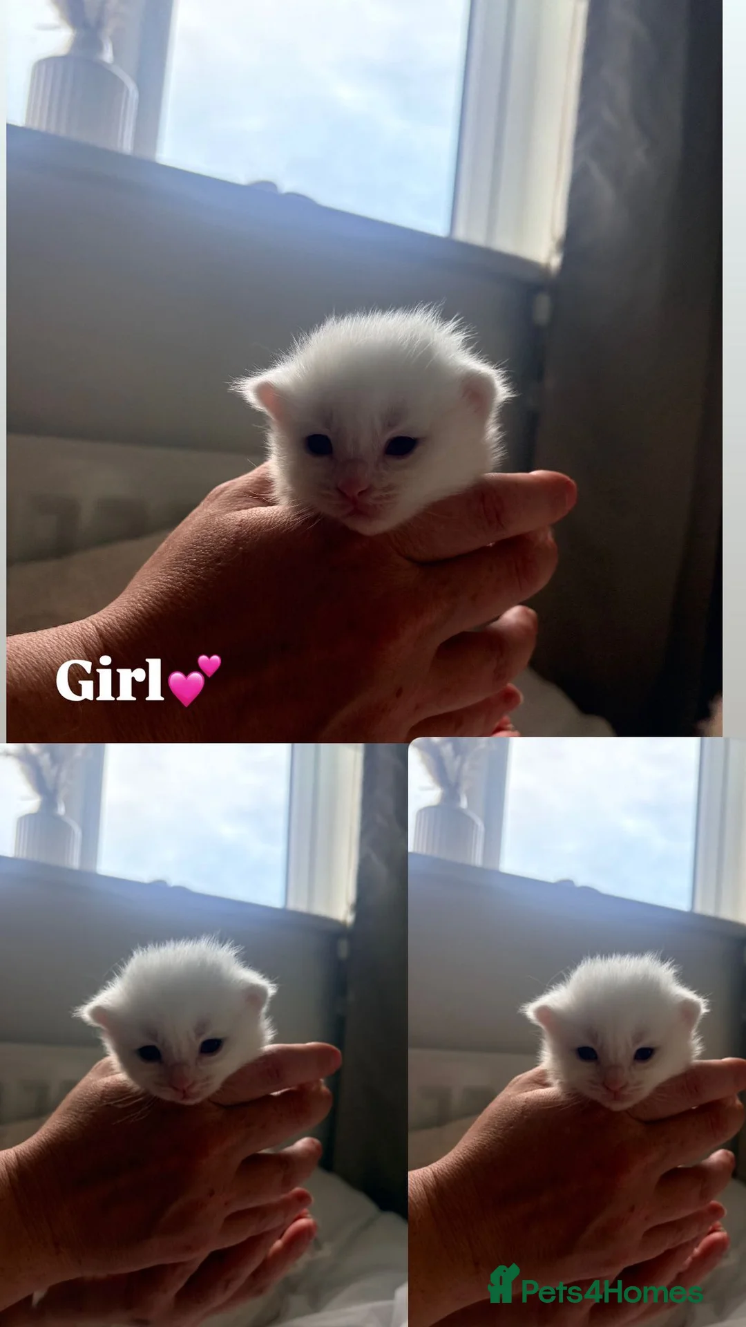Maine Coon cats for sale: Maine coon kittens Russian blood lines - Advert 10