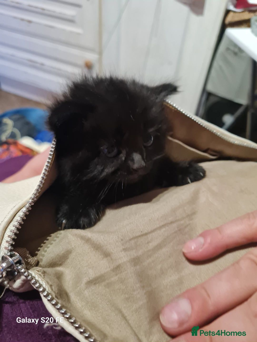 Mixed Breed cats for sale: Kittens - Image 7