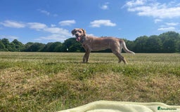 Mixed Breed dogs for sale: Forever home - Image 2
