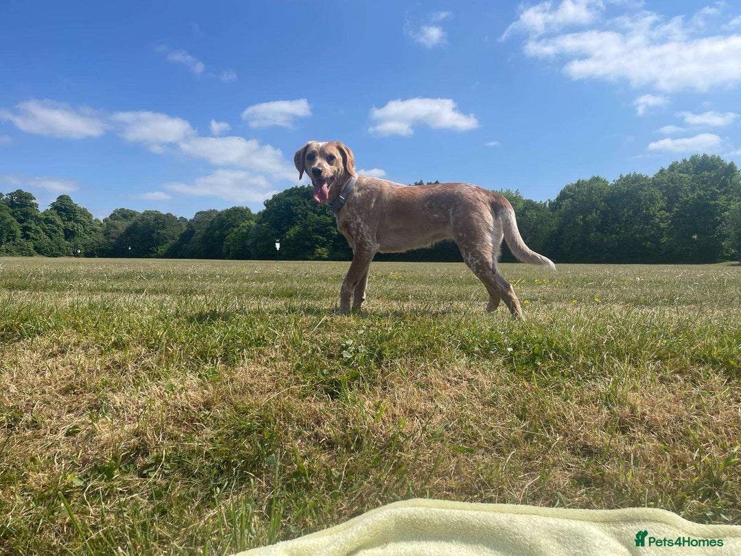 Mixed Breed dogs for sale: Forever home - Image 2