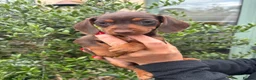 Miniature Dachshund dogs for sale: Stunning KC Miniature Dachshund Litter of 7 in Burnley - Advert 22