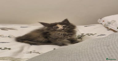 Maine Coon cats - Advert 5