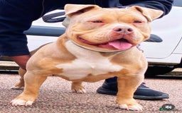 American Bully dogs for sale: Champion Bloodline American Pocket Bully Puppies - Image 12