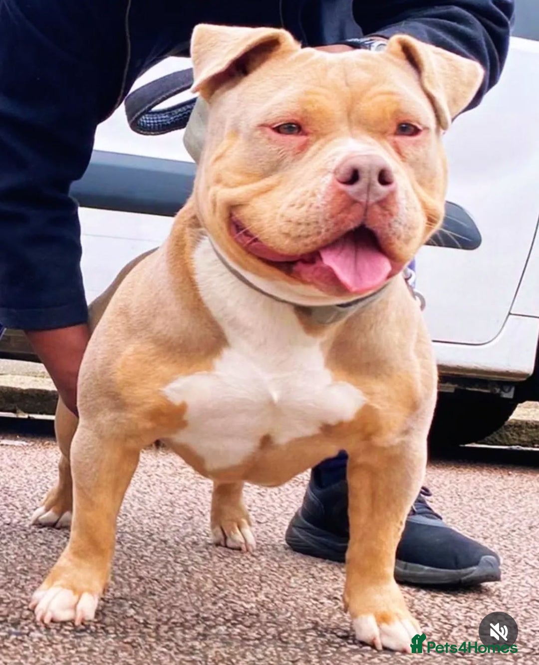American Bully dogs for sale: Champion Bloodline American Pocket Bully Puppies - Image 12