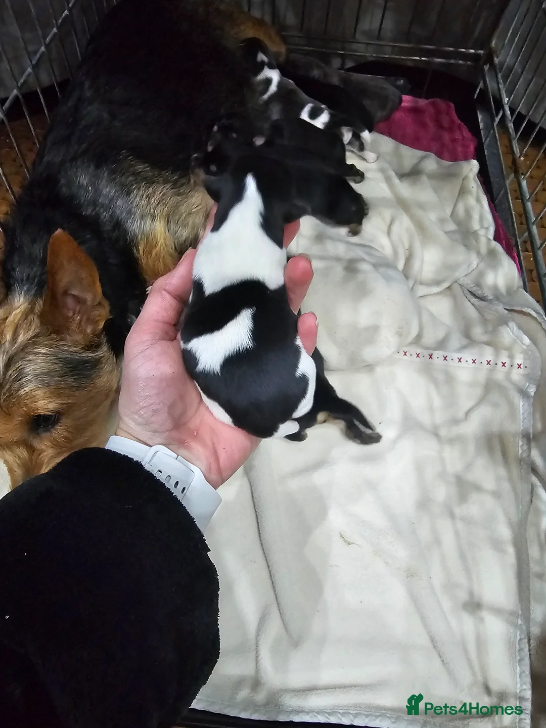 Jack Russell dogs for sale: 7 jack Russell puppies - Advert 9