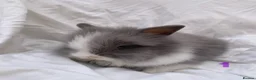 Lionhead rabbits for sale: 3 Beautiful dwarf Lion head Bunnies  - Advert 4