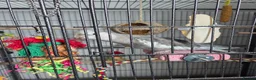 Cockatiels birds for sale: Cockatiel and cage for sale in Hinckley - Advert 3