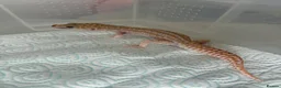 Leopard Gecko reptiles for sale: Male Leopard geckos  - Advert 3