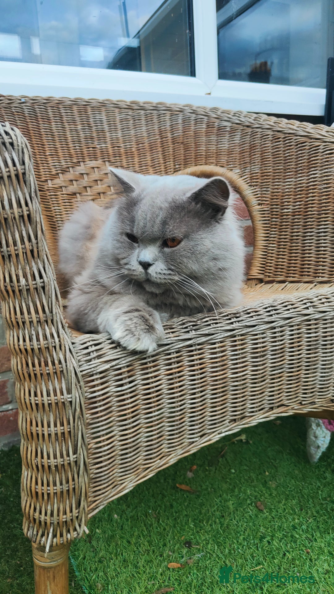 British Longhair cats for stud:  Exclusive British Blue Stud –  Friendly - Image 7