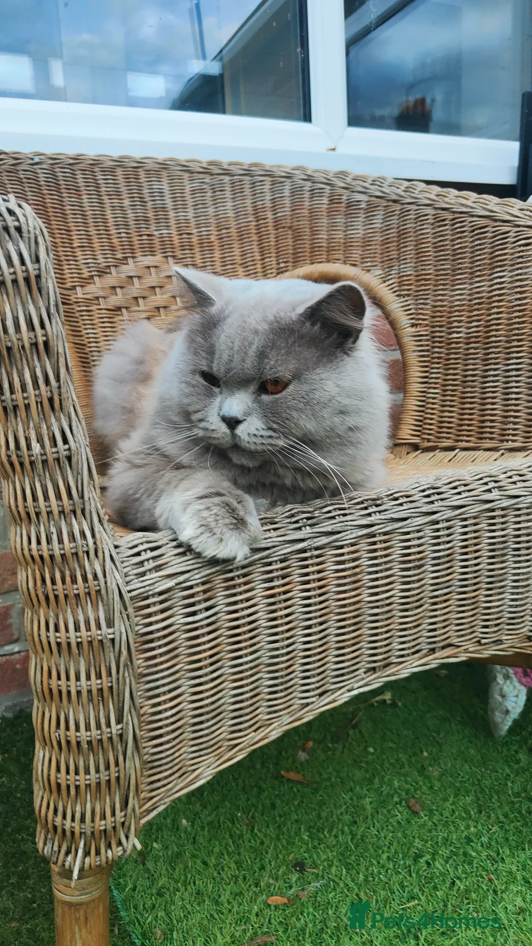 British Longhair cats for stud:  Exclusive British Blue Stud –  Friendly - Advert 12