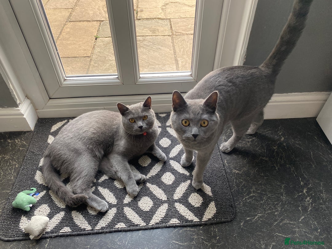 British Shorthair cats for sale: British shorthair x Russian blue male cats age 1 - Advert 9