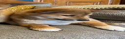Japanese Shiba Inu dogs for sale: K.C reg Red Japanese Shiba Inu Puppies - Advert 8