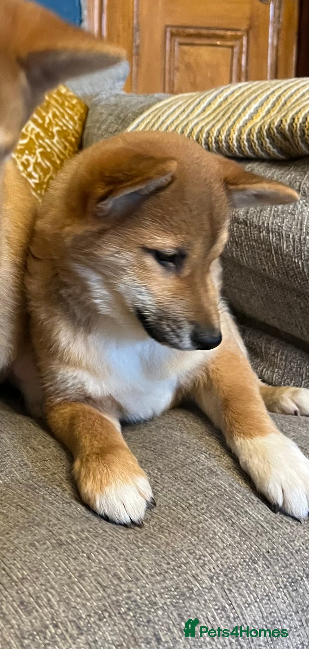 Japanese Shiba Inu dogs for sale: K.C reg Red Japanese Shiba Inu Puppies - Advert 8