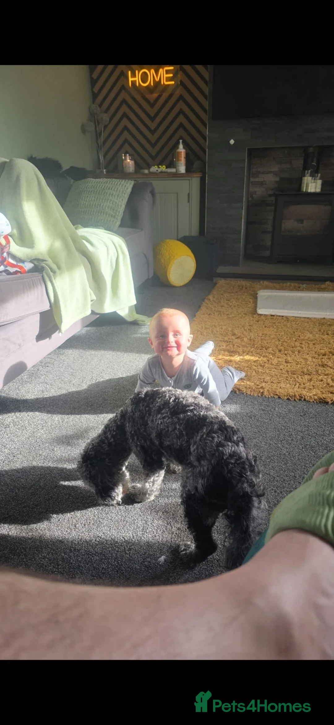 Toy Poodle dogs for sale: Toy poodle - Advert 2
