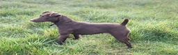 Patterdale Terrier dogs for sale: Quality Pups Ready Now - Advert 2