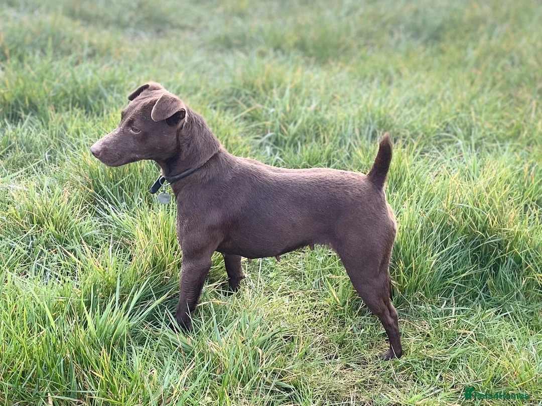 Patterdale Terrier dogs for sale: Quality Pups Ready Now - Advert 2
