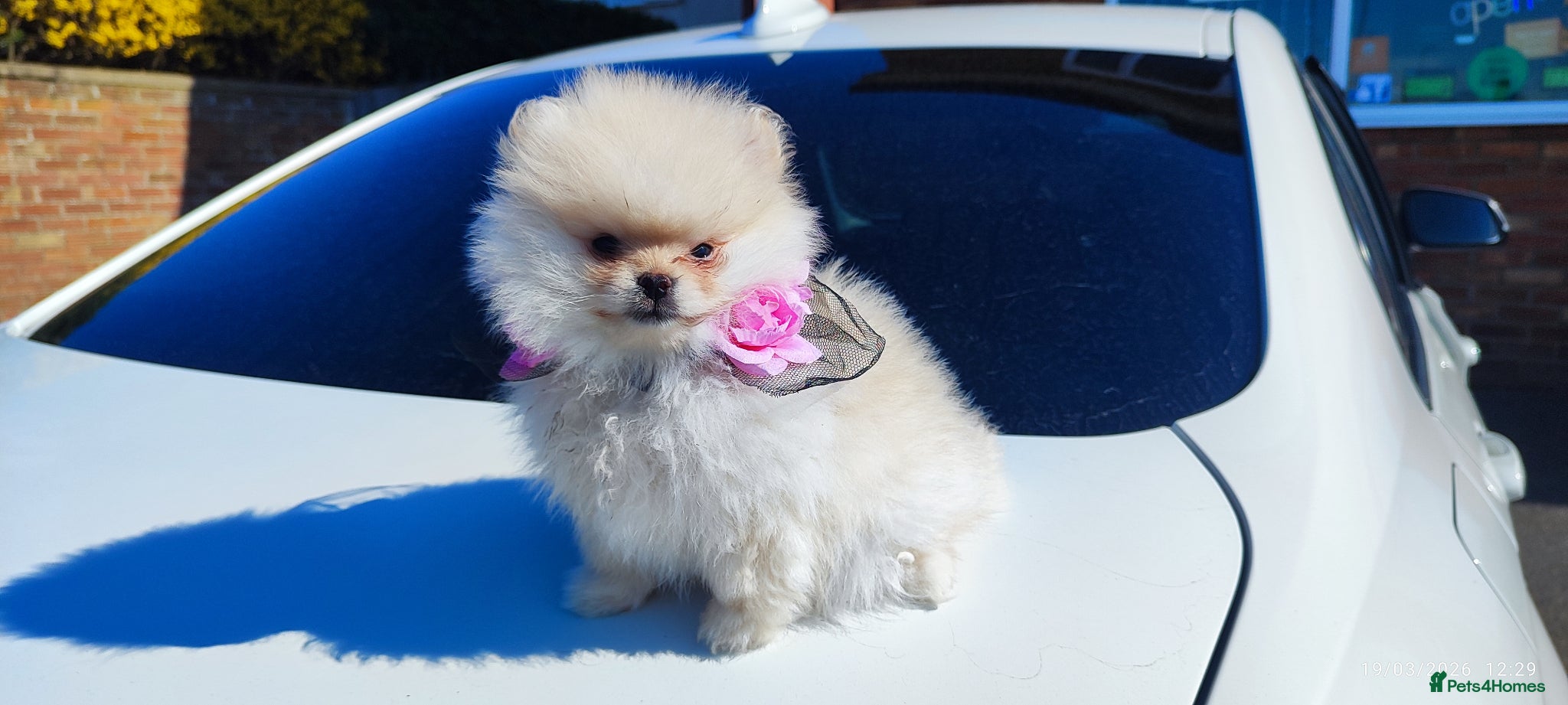 Pomeranian dogs Pomeranian Teddy Bear Spitz BONNLY DEE - Advert 12