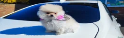 Pomeranian dogs for sale: Pomeranian Teddy Bear Spitz BONNLY DEE - Advert 4