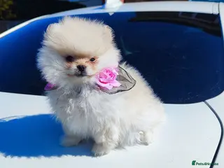 Pomeranian dogs Pomeranian Teddy Bear Spitz BONNLY DEE - Advert 12