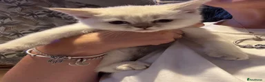 British Shorthair Kitten 2