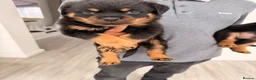 Rottweiler dogs for sale: Traditional type  KC Registered Rottweiler pups  - Advert 7