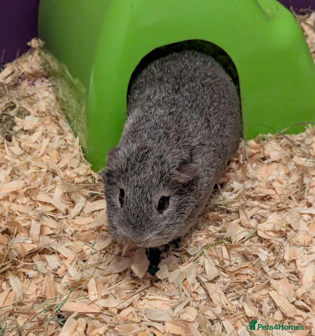 Guinea Pig rodents for sale: Guinea pigs looking for a home  - Advert 4
