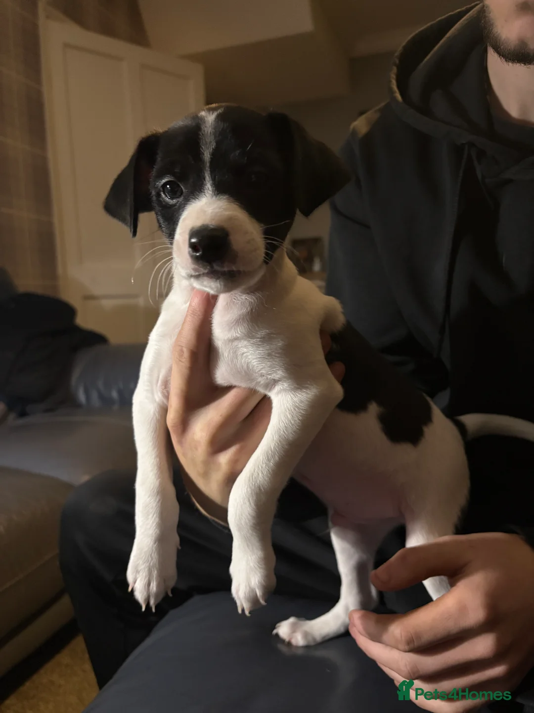 Mixed Breed dogs for sale: Jack russel x ratchi (Chihuahua x rat terrier) - Advert 7