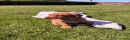 Labrador Retriever dogs for sale: Kc registered health tested Labrador puppy’s  - Advert 12