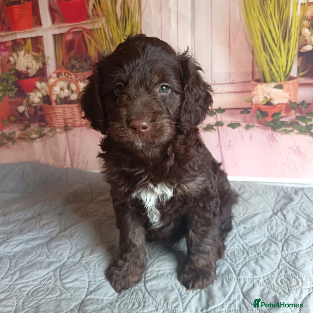 Australian Labradoodle dogs for sale: FULLY HEALTH TESTED CHOCOLATE BOX  **  BABIES🌈  in Boston - Advert 6