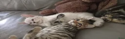 Bengal cats for sale: Bengal Kittens  - Advert 3