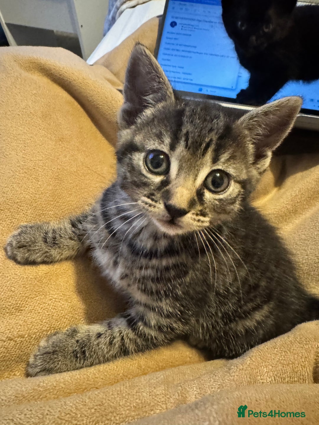 Mixed Breed cats for sale: Gorgeous Kittens ready to go in 2 weeks - Advert 8