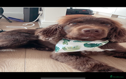 Sprocker dogs for sale: Male Chocolate  Sprocker Spaniel  - Image 5