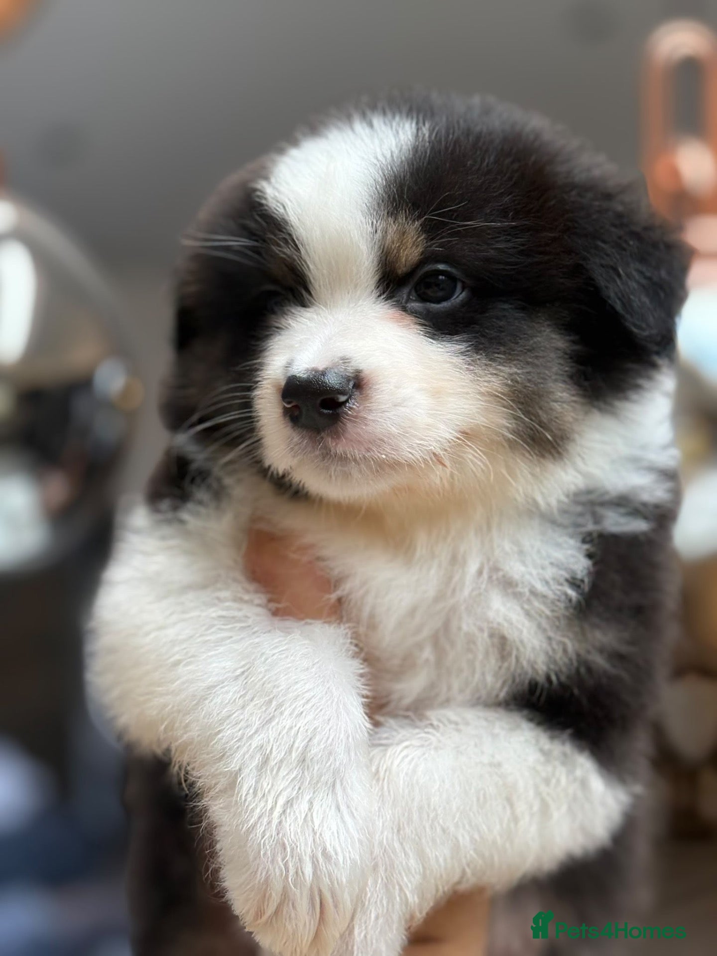 Australian Shepherd dogs Outstanding Merle/Black Tri KC Reg Puppies  - Advert 1