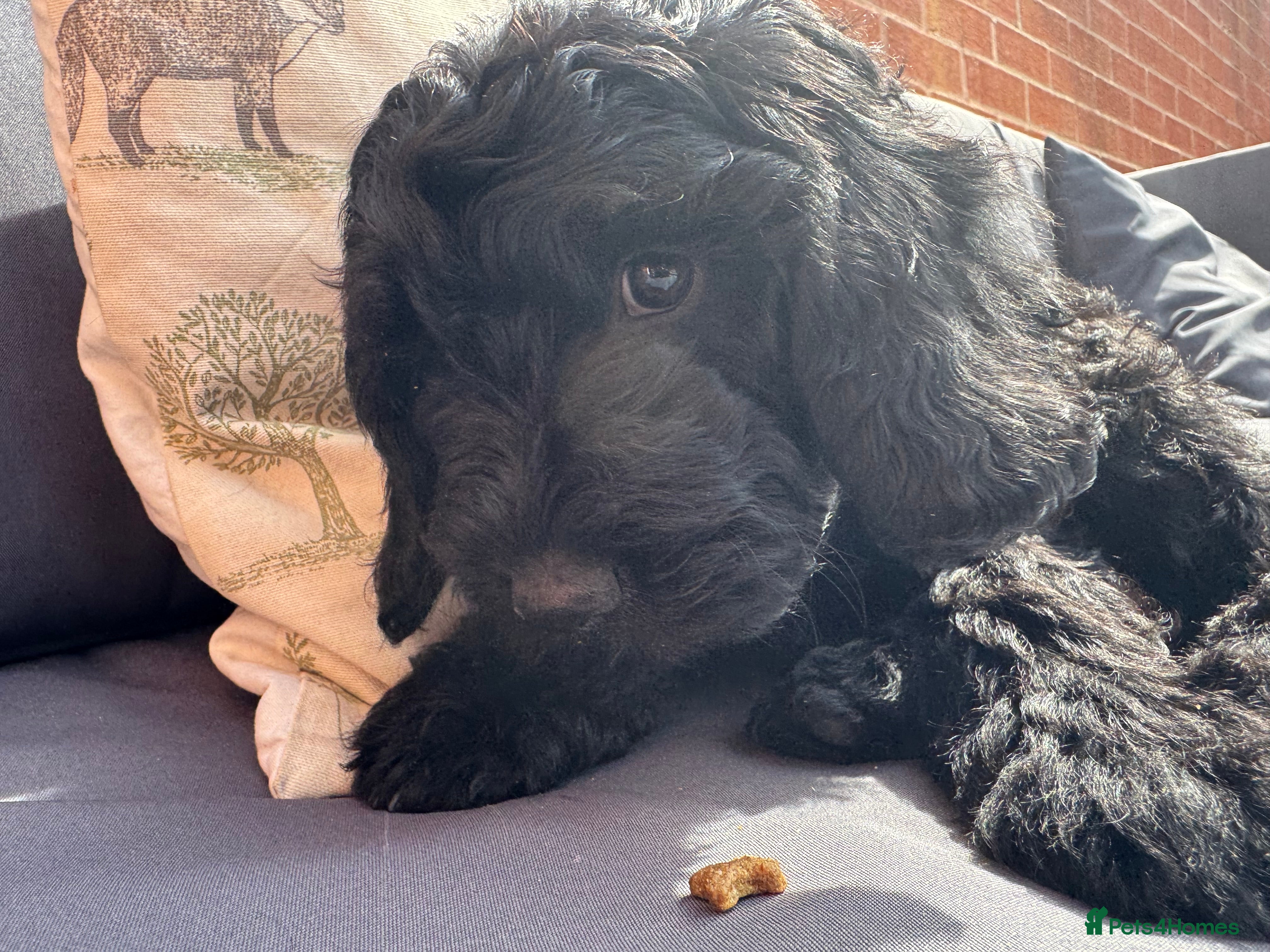 Cockapoo dogs 5 Gorgeous Cockapoo Puppies - Ready Now - Advert 2