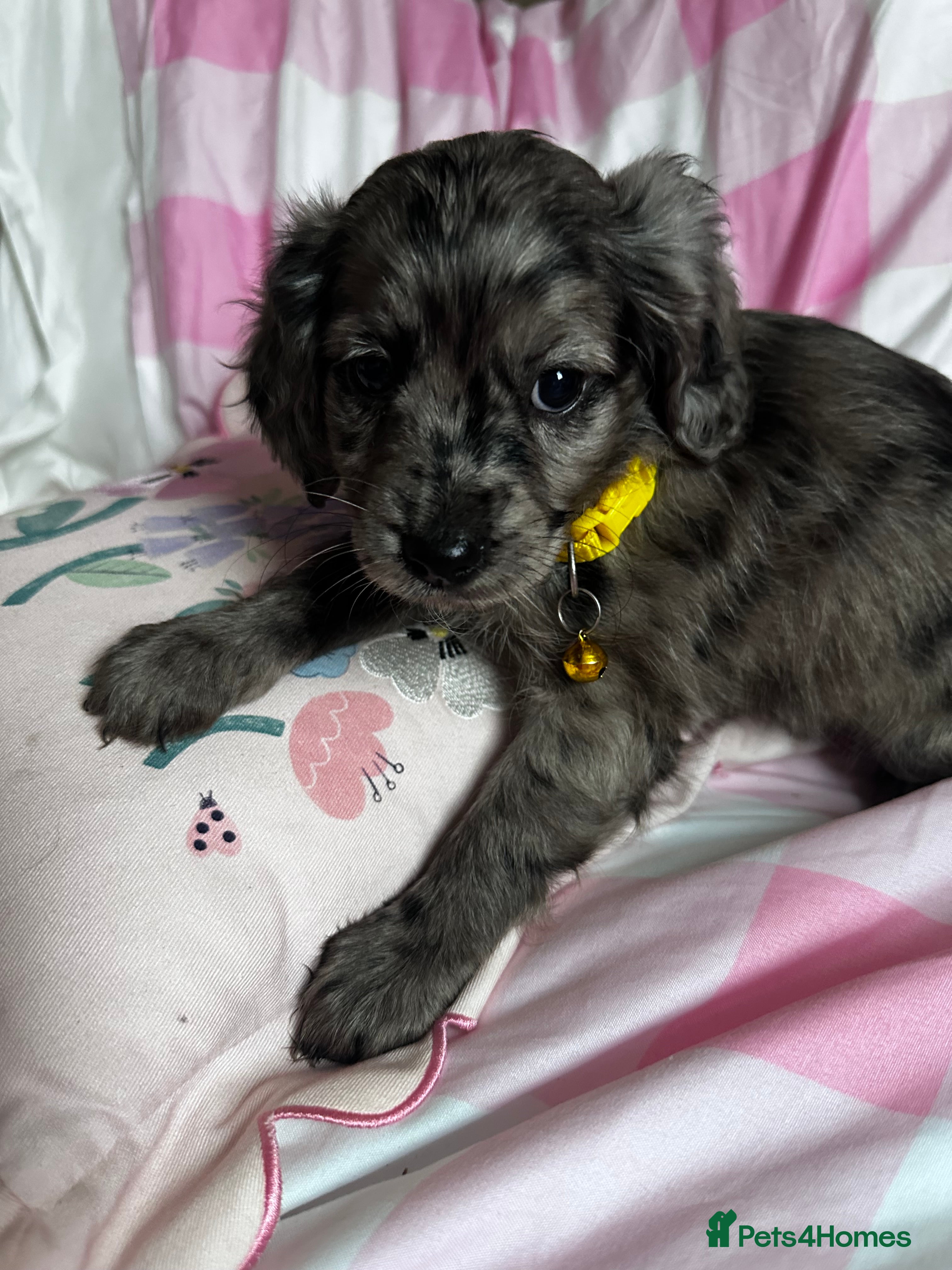 Cockapoo dogs Stunning Cockapoo puppies Merle  - Advert 2