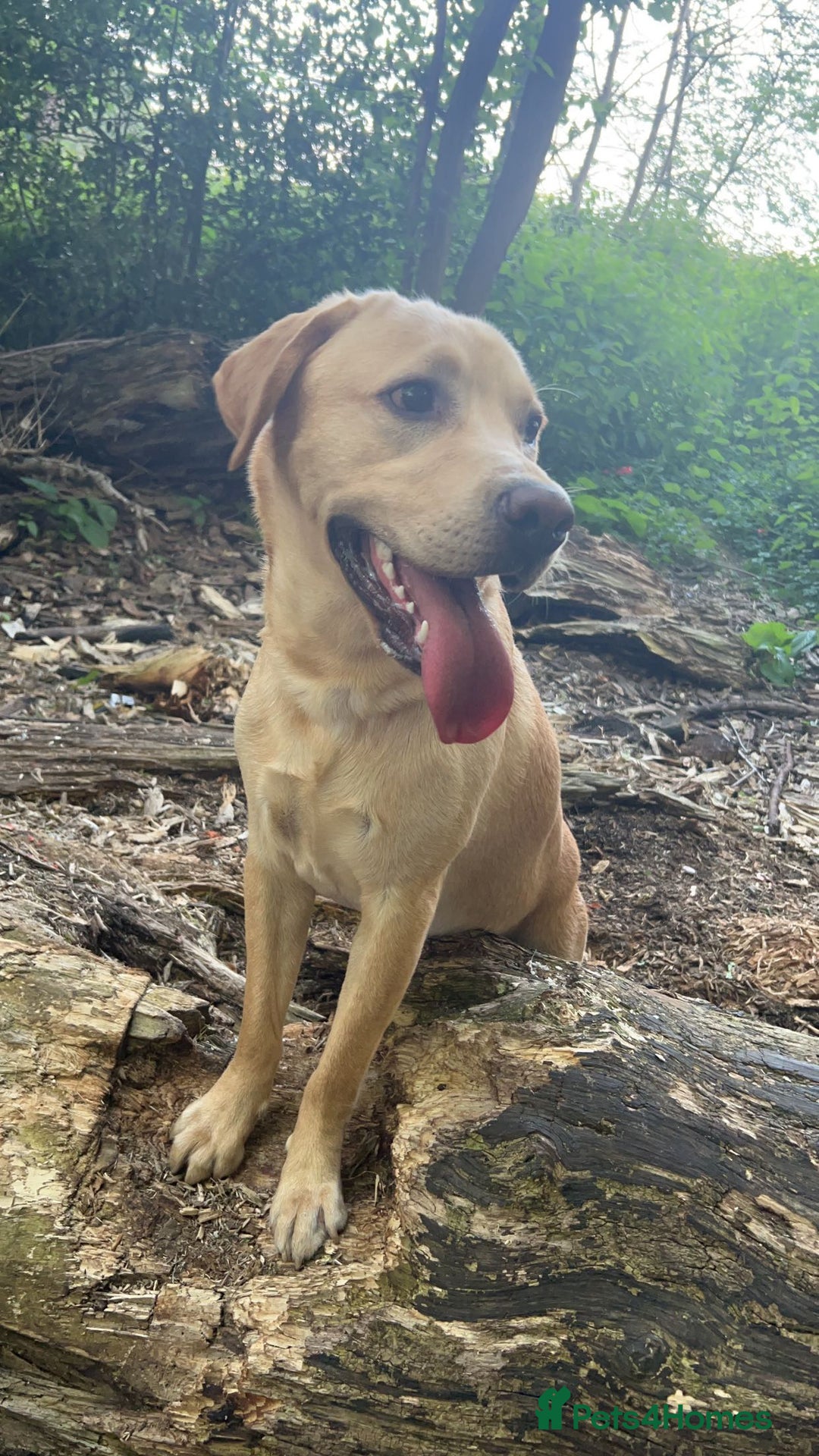 Labrador Retriever dogs for stud: Exceptional Labrador Stud - Advert 2